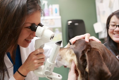 A women veterinarian examining a dog